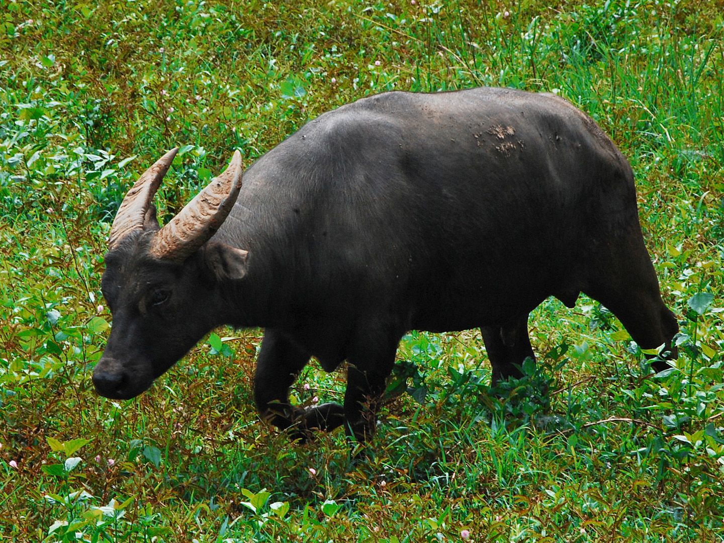 Anoa (Bubalus sp.)