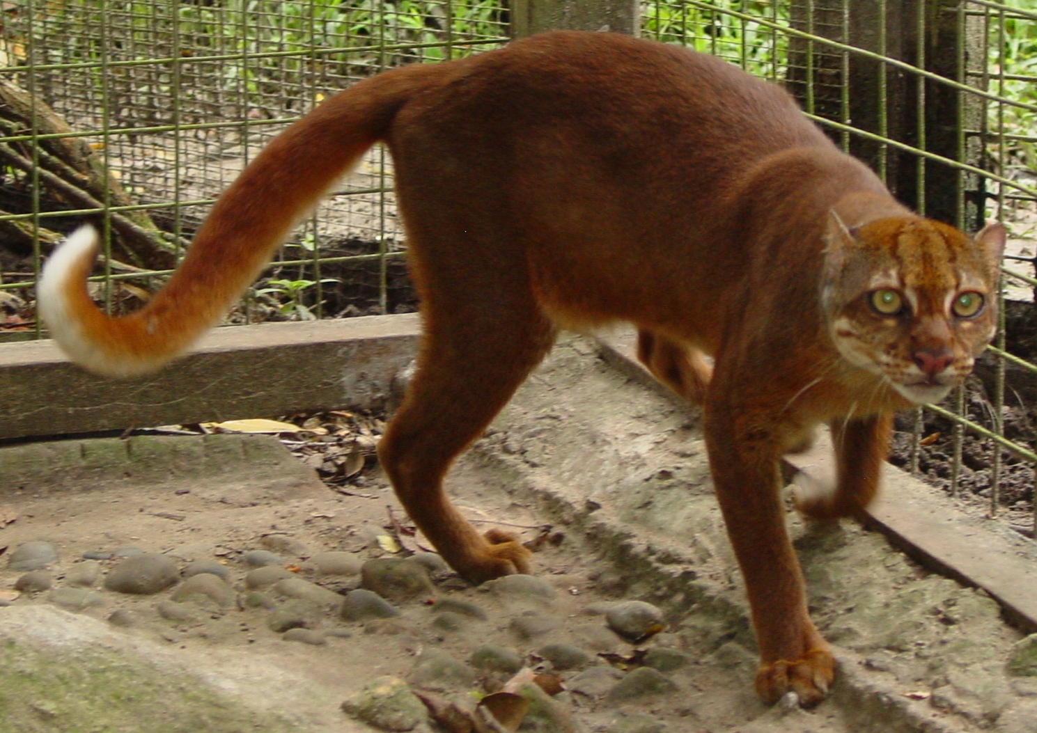 Kucing Merah Kalimantan